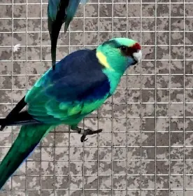 Barnard červenočelý / modrá