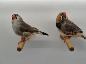 Prodám výstavní zebřičky rok 2024, 2025