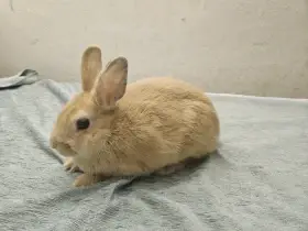 Zakrslý králíček