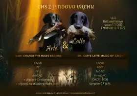 Prodám štěňátka Flat Coated retrieverů s PP