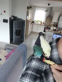 Ručně dokrmené aymary