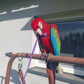 Ara zelenokridla mazlíček