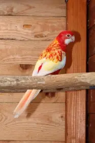 Rosela pestrá rubino