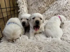 Štěňátka Labradorský retriever s PP