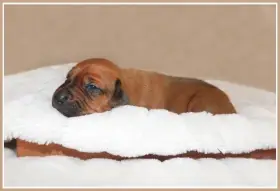 Rhodéský ridgeback - fenka s PP