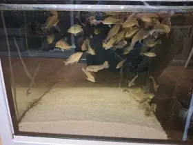 Geophagus tapajos red head