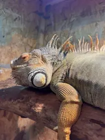 Nabízím k adopci leguána zeleného.