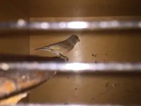 Čížek ohnivý samec - kříženec v mutaci červený jaspis