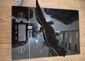 Dospělá samice černého nočního leopardího gekona