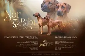 Rhodéský Ridgeback s PP