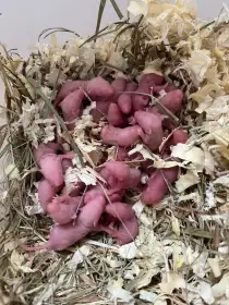 Prodám myší holata