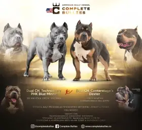 American Bully XL - Exkluzivní spojení šampionů