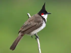 Bulbul rudouchý - 0,1 - koupím