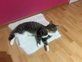 Kocourek Míša k zamilování