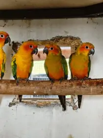 Prodám samce aratingy sluneční