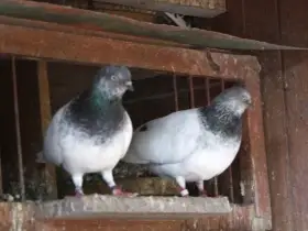 Budapeštské vysokoletce a rumunské holokrké rejdiče