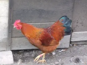 Zakrslé hempšírky