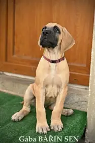 Německá doga žlutá, žíhaná