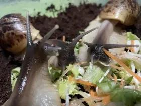 Oblovka síťkovaná (Lissachatina reticulata)