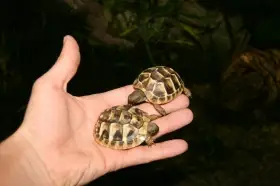 Prodám mláďata želv zelenavých Testudo hermanni