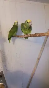 Amazoňan velký - oratrix