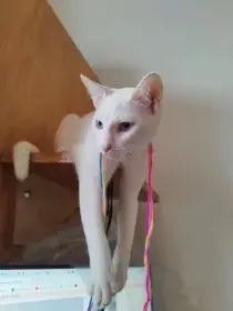 Koťátka v typu Khao Manee