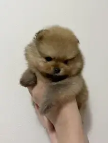 Štěňata pomeraniana s PP FCI