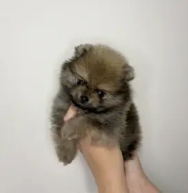 Štěňata pomeraniana s PP FCI