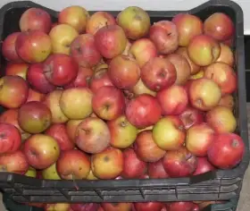 Zdarma jablka za odvoz