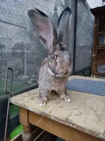 BO div samec a samice