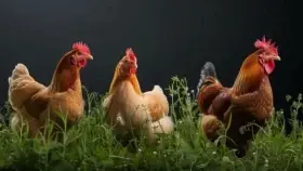 Slepice Kuřice Nosnice Dominanty 18 týdnů staré (červené a bílo-modré)