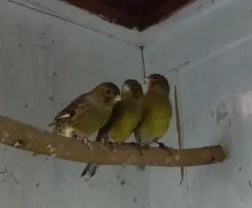 Kanár zelený žíhaný r25