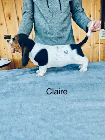 Poslední volná fenka