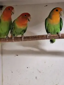 Prodám Agapornis růžohdlý opalín zelený, oranžolící