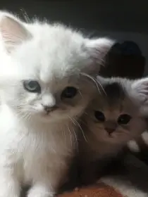 Koťátka Britské činčily stříbrné