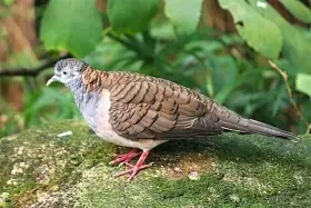 Holoubek bronzovohřbetý- Geopelia humeralis