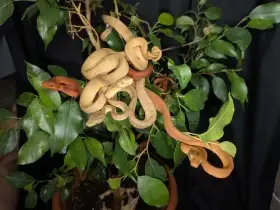 Corallus hortulanus - Psohlavec orinocký