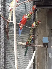 Rosela pestrá - 2,3 - kroužek 25; různé barevné mutace