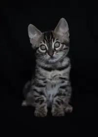 Bengálský charcoal kocourek s PP