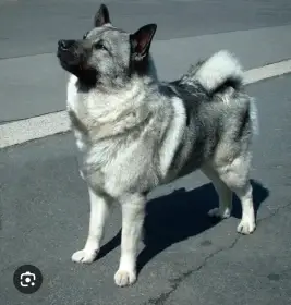 Norský losí pes šedý