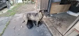 S mamkou...Uruquaysky cimeron