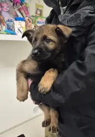 Německý ovčák štěně