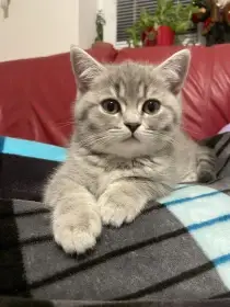 Koťátko bez PP (kočička světlá)