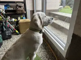 Štěně-fenka s PP 5 měsíců