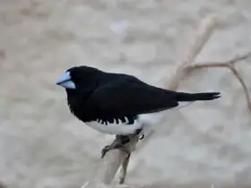 Stračka malá dvoubarvá západní