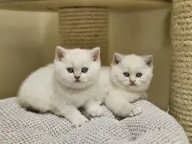 Britská colourpoint koťátka s PP