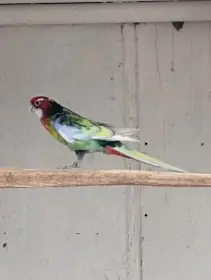 Rosela černá straka