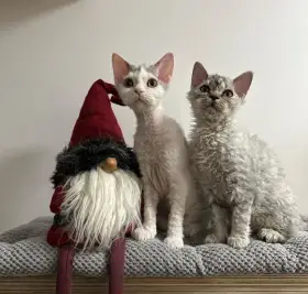 Selkirk rex- jedinečné a málo početné kudrnaté plemeno