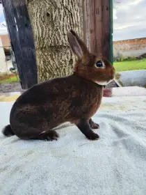 Malý rex v barvě kastorexe