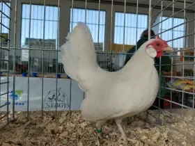 Bantamka bílá, bílá kolumbijská,  divoká